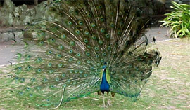 Wickham Park Aviary: Peacock