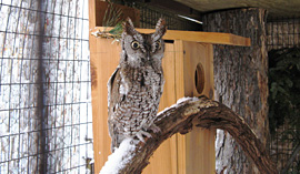 Wickham Park Aviary: Owl